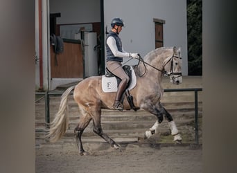 Lusitano, Ogier, 4 lat, 165 cm, Siwa jabłkowita