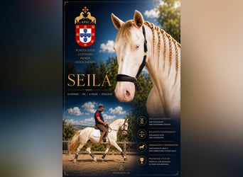 Lusitano, Ogier, 4 lat, 166 cm, Perłowa