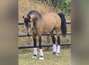 Lusitano, Ogier, 4 lat, 167 cm, Jelenia