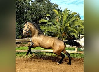 Lusitano, Ogier, 4 lat, 167 cm, Jelenia