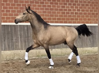Lusitano, Ogier, 4 lat, 167 cm, Jelenia