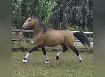 Lusitano, Ogier, 4 lat, 167 cm, Jelenia
