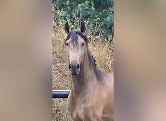 Lusitano, Ogier, 4 lat, 167 cm, Jelenia