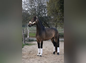 Lusitano, Ogier, 4 lat, 168 cm, Bułana