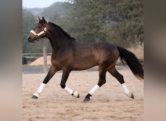 Lusitano, Ogier, 4 lat, 168 cm, Bułana