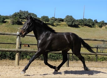 Lusitano, Ogier, 4 lat, 168 cm, Ciemnogniada