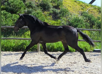 Lusitano, Ogier, 4 lat, 168 cm, Ciemnogniada