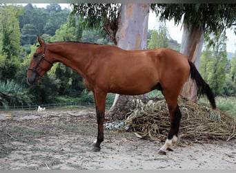 Lusitano, Ogier, 4 lat, 168 cm, Gniada