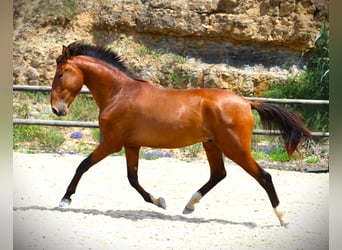 Lusitano, Ogier, 4 lat, 168 cm, Gniada