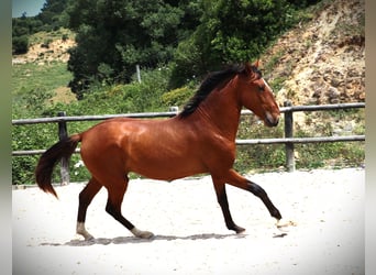 Lusitano, Ogier, 4 lat, 168 cm, Gniada