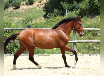 Lusitano, Ogier, 4 lat, 168 cm, Gniada