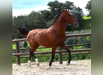 Lusitano, Ogier, 4 lat, 168 cm, Gniada