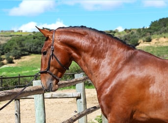 Lusitano, Ogier, 4 lat, 168 cm, Gniada