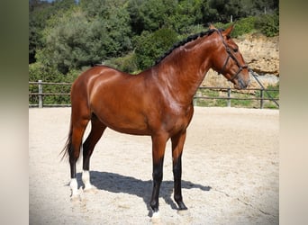 Lusitano, Ogier, 4 lat, 168 cm, Gniada