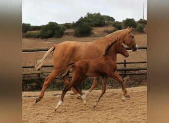 Lusitano, Ogier, 4 lat, 168 cm, Gniada
