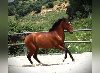 Lusitano, Ogier, 4 lat, 168 cm, Gniada