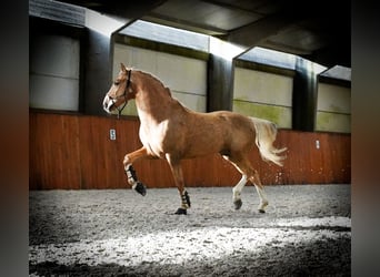 Lusitano Mix, Ogier, 4 lat, 170 cm, Izabelowata