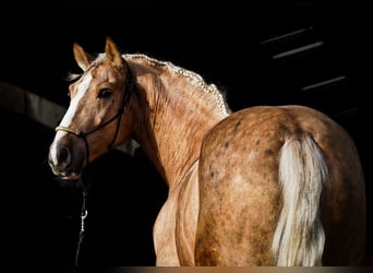 Lusitano Mix, Ogier, 4 lat, 170 cm, Izabelowata