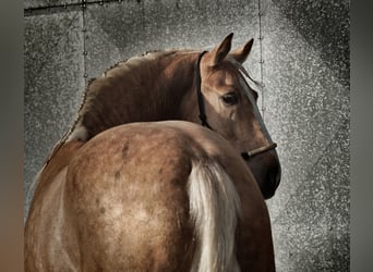 Lusitano Mix, Ogier, 4 lat, 170 cm, Izabelowata