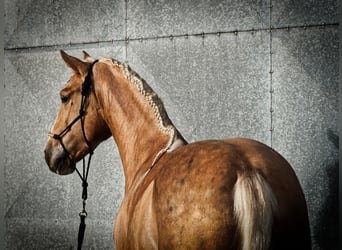 Lusitano Mix, Ogier, 4 lat, 170 cm, Izabelowata
