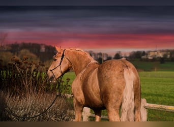 Lusitano Mix, Ogier, 4 lat, 170 cm, Izabelowata