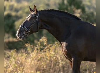 Lusitano, Ogier, 4 lat, 172 cm, Kara