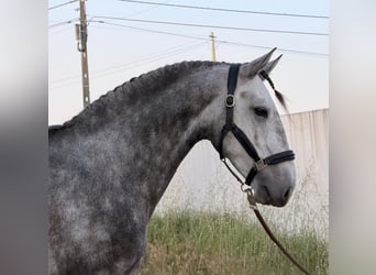 Lusitano, Ogier, 5 lat, 155 cm, Siwa