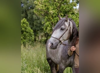 Lusitano, Ogier, 5 lat, 156 cm, Siwa jabłkowita
