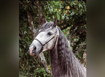 Lusitano, Ogier, 5 lat, 156 cm, Siwa jabłkowita