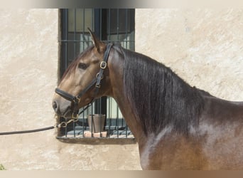 Lusitano, Ogier, 5 lat, 158 cm, Jelenia
