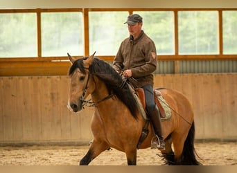 Lusitano, Ogier, 5 lat, 158 cm, Jelenia