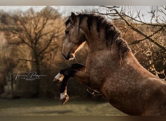 Lusitano, Ogier, 5 lat, 158 cm, Jelenia