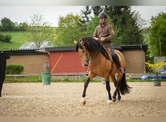 Lusitano, Ogier, 5 lat, 158 cm, Jelenia