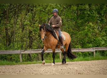 Lusitano, Ogier, 5 lat, 158 cm, Jelenia