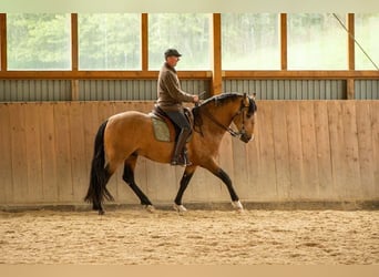 Lusitano, Ogier, 5 lat, 158 cm, Jelenia