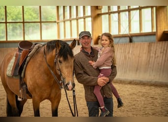 Lusitano, Ogier, 5 lat, 158 cm, Jelenia