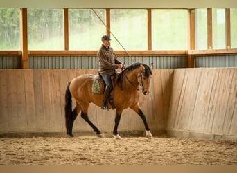 Lusitano, Ogier, 5 lat, 158 cm, Jelenia