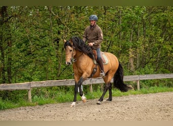 Lusitano, Ogier, 5 lat, 158 cm, Jelenia