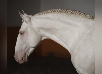 Lusitano, Ogier, 5 lat, 158 cm, Perlino