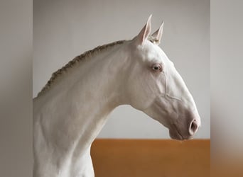 Lusitano, Ogier, 5 lat, 158 cm, Perlino