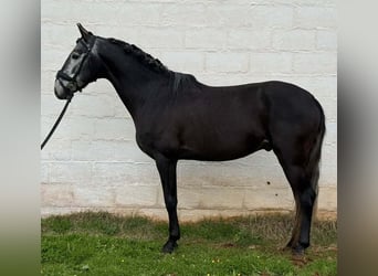 Lusitano, Ogier, 5 lat, 158 cm, Siwa