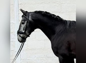 Lusitano, Ogier, 5 lat, 158 cm, Siwa