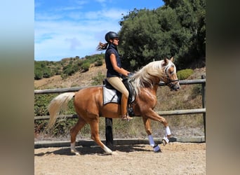 Lusitano, Ogier, 5 lat, 159 cm, Izabelowata