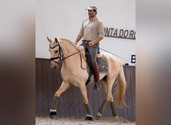 Lusitano, Ogier, 5 lat, 159 cm, Izabelowata