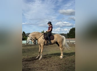 Lusitano, Ogier, 5 lat, 160 cm, Perłowa