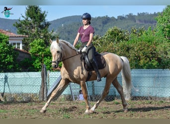 Lusitano, Ogier, 5 lat, 160 cm, Perłowa