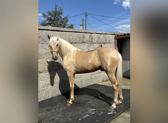 Lusitano, Ogier, 5 lat, 160 cm, Perłowa
