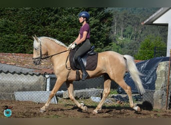 Lusitano, Ogier, 5 lat, 160 cm, Perłowa