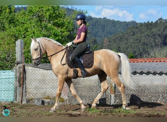 Lusitano, Ogier, 5 lat, 160 cm, Perłowa