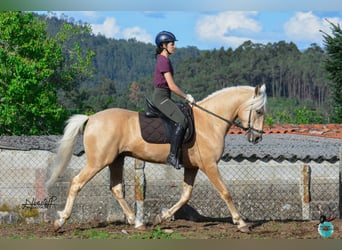 Lusitano, Ogier, 5 lat, 160 cm, Perłowa